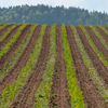 Výsledky práce agregace secího stroje MASCAR MAXI 5 a rotačního kultivátoru BAETRSCHI OECOSEM Strip Till system