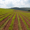 Výsledky práce agregace secího stroje MASCAR MAXI 5 a rotačního kultivátoru BAETRSCHI OECOSEM Strip Till system