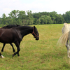 The Kladruber horse at the stud of family Dobrovsky