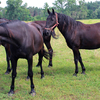 The Kladruber horse at the stud of family Dobrovsky