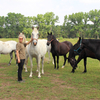 The Kladruber horse at the stud of family Dobrovsky