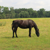 The Kladruber horse at the stud of family Dobrovsky