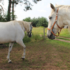 The Kladruber horse at the stud of family Dobrovsky