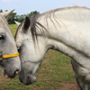 The Kladruber horse at the stud of family Dobrovsky